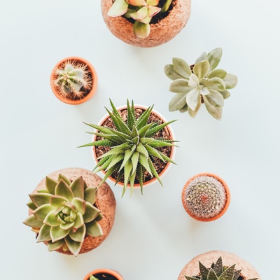 An aerial view of succulents in terracotta pots on a white table.